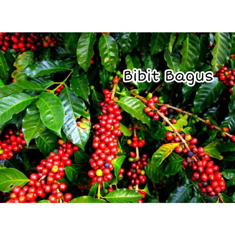 Bibit Kopi Arabika Ateng super unggulan