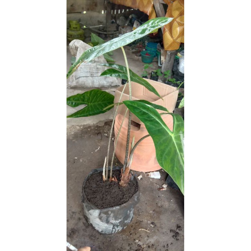 alocasia zebrina,caladium zebrina