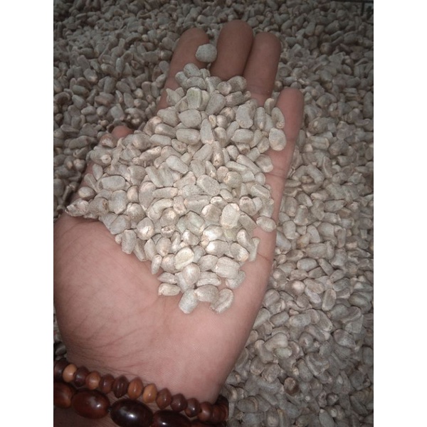 

bibit porang biji spora super termurah pr kg siap COD