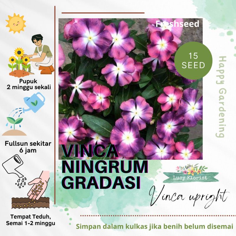 Vinca Gradasi NINGRUM HALLO, 15 biji