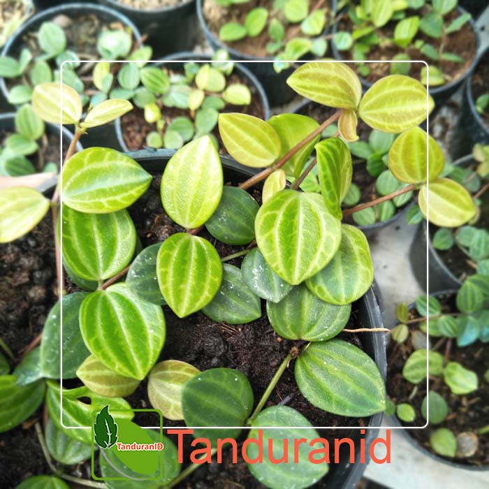 Tanaman Hias Dischidia Ovata