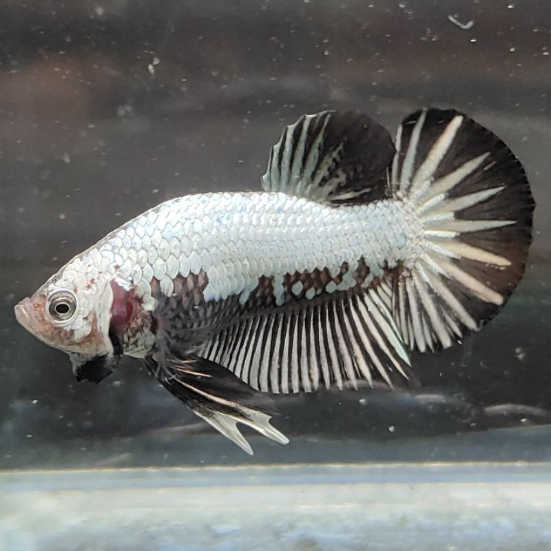 

IKAN CUPANG BLACK SAMURAI SNOW