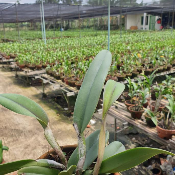 Anggrek Cattleya Wainae Leopard