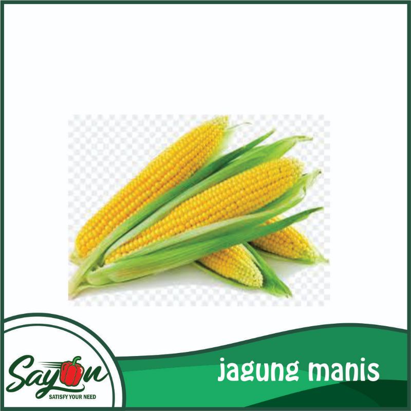 

Jagung Manis , Jagung Buoy/Talenta , Jagung Sayur - Sayon Jogja