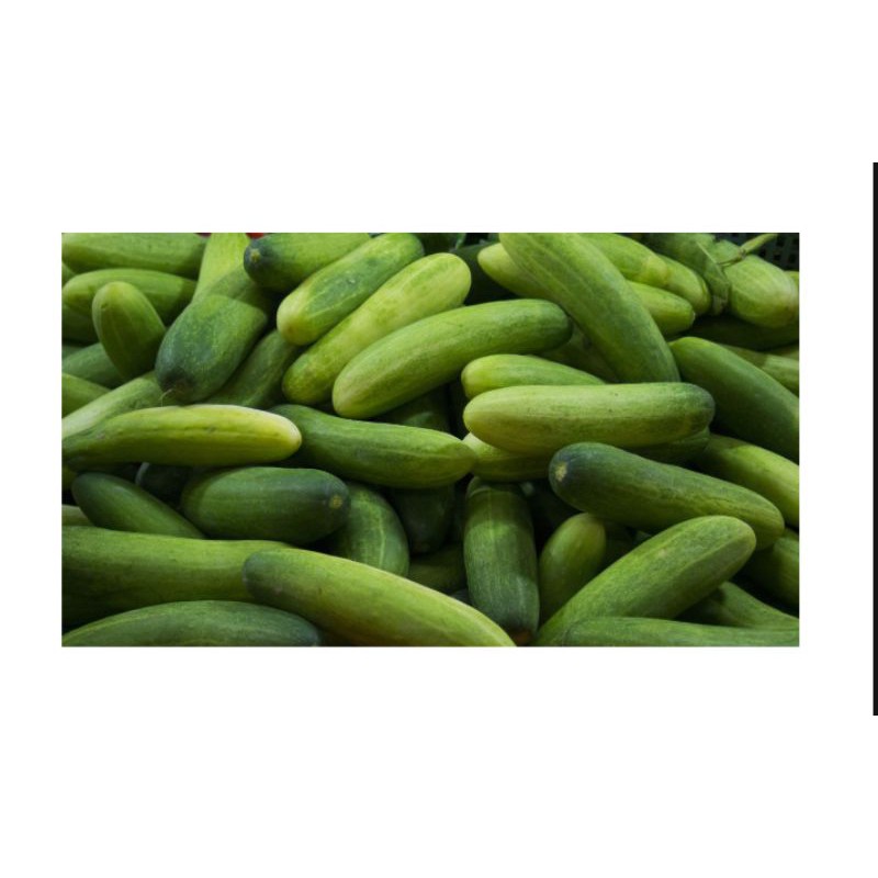 

timun / mentimun / ketimun 500gr
