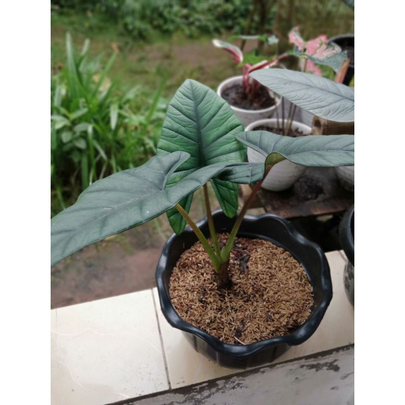 alocasia reginae