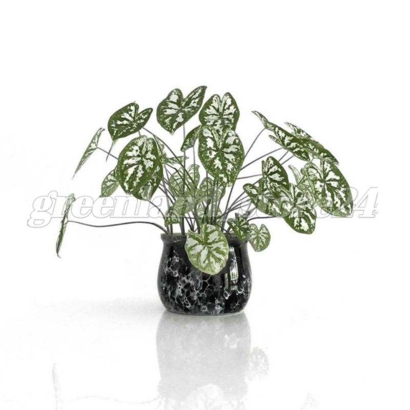 Tanaman keladi mutiara - keladi mini - caladium - keladi mutiara mini - caladium mutiara