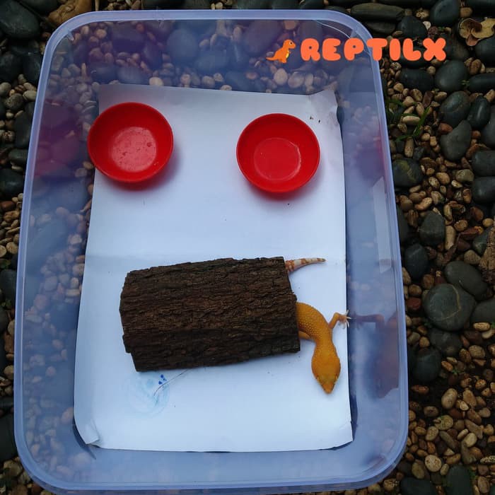 kandang starter kit leopard gecko / tarantula / ular / kadal / kura