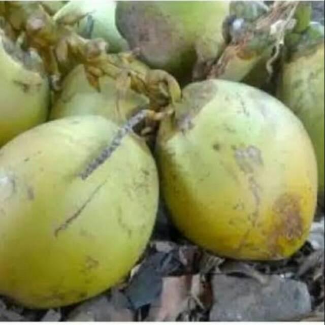 

Kelapa muda