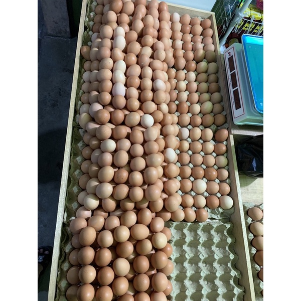 

Telur Ayam Plai Hari