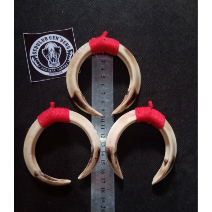 Kalung Taring babi sepasang asli