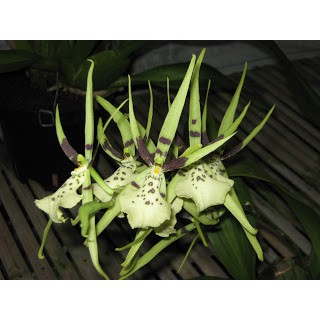 Anggrek Oncidium Brassia Rex