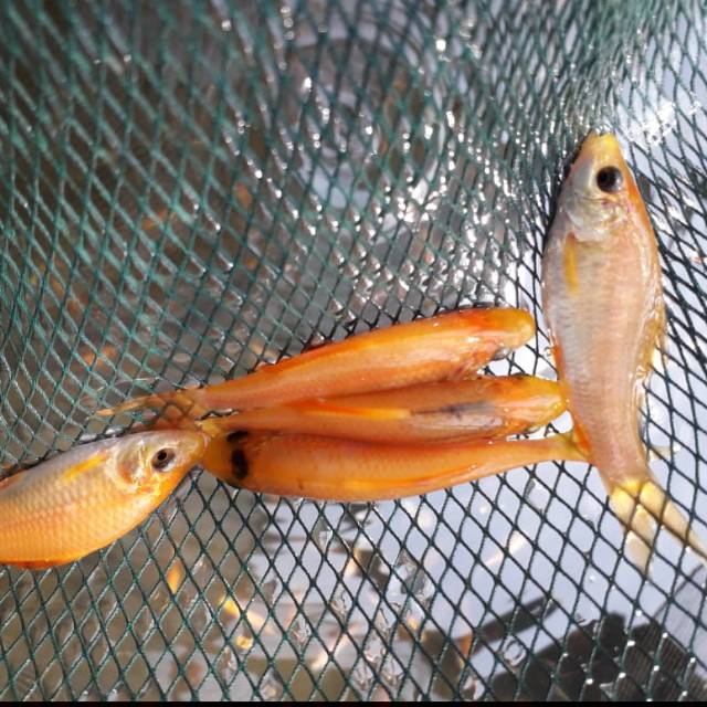 ikan tetapi lemon