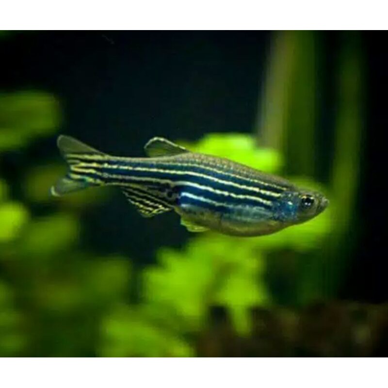 

Ikan Hias Gren Blue Danio