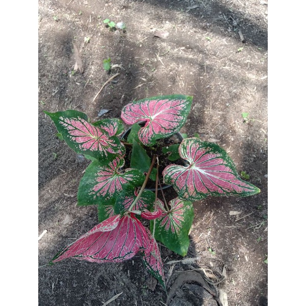 Tanaman hias bunga hidup caladium/keladi wayang