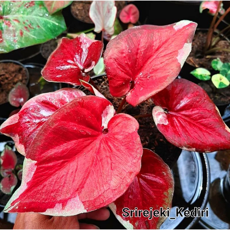 Keladi hias dwi warna Tanaman hias bunga caladium keladi dwi warna termurah anakan keladi murah bibi