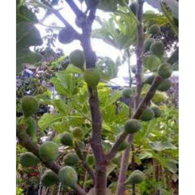 pohon buah tin SUDAH BERBUAH tinggi 1meter