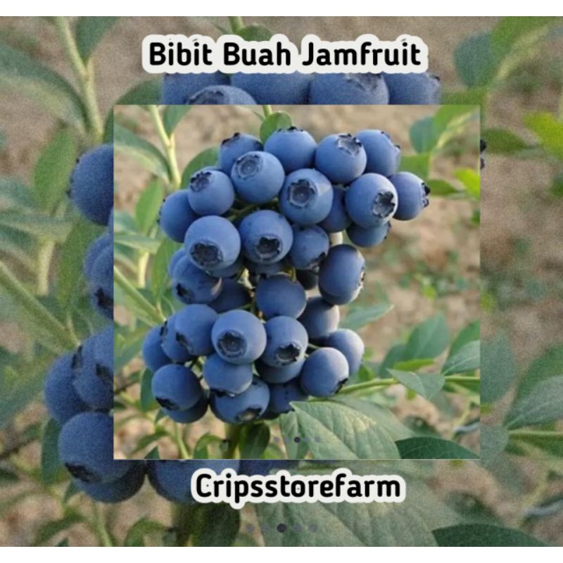 Bibit Blueberry Jamfruit