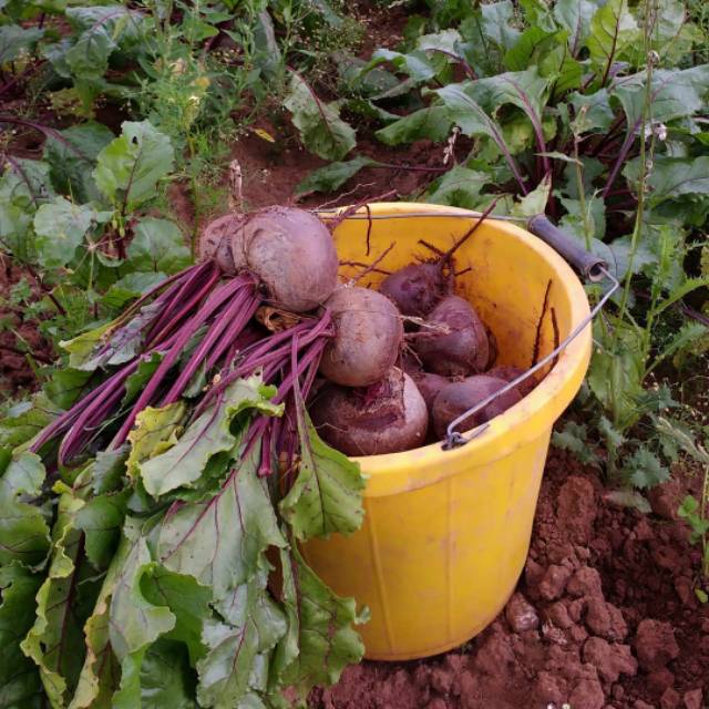 25 Biji - Benih Buah Bit AYUMI F1 hasil umbi lebih seragam (beetroot)