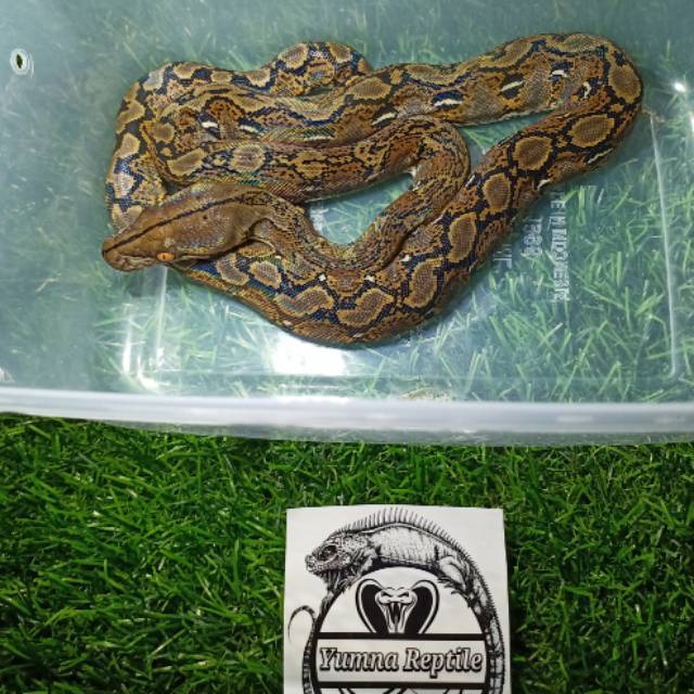 Malayopython reticulatus || baby retic || retic ||  sanca