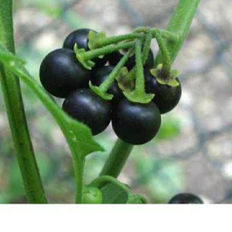 DAUN LEUNCA KERING 600GRAM