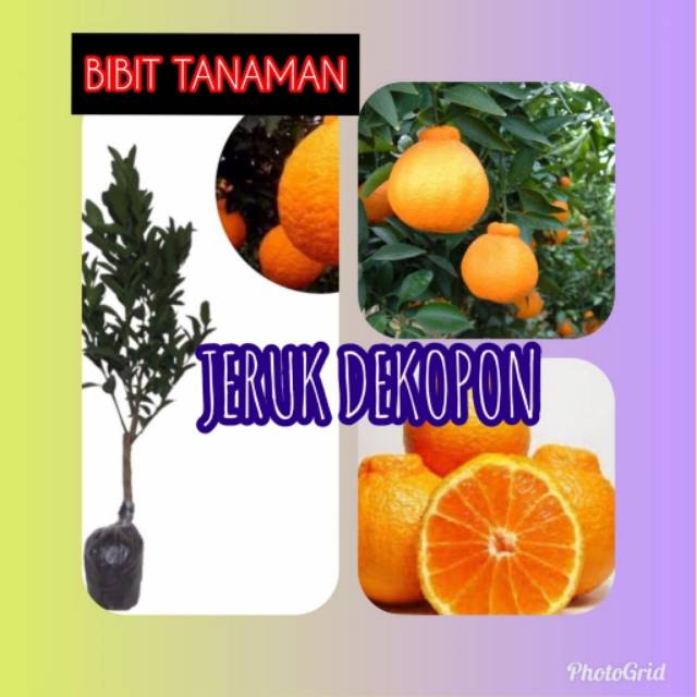 Bibit Jeruk Dekopon / Dekopon