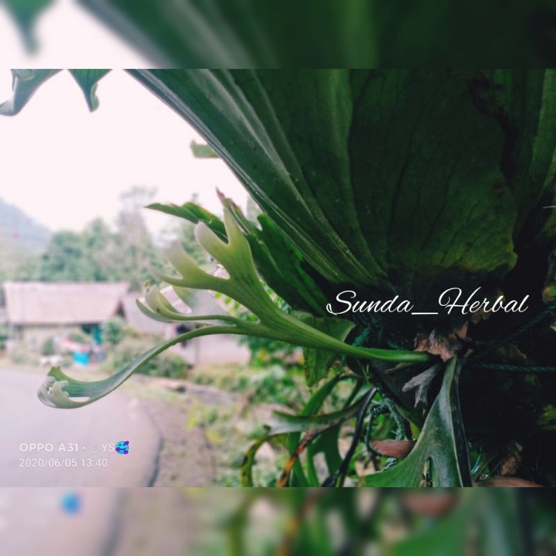 READY TANDUK RUSA/KADAKA UNCAL JUMBO