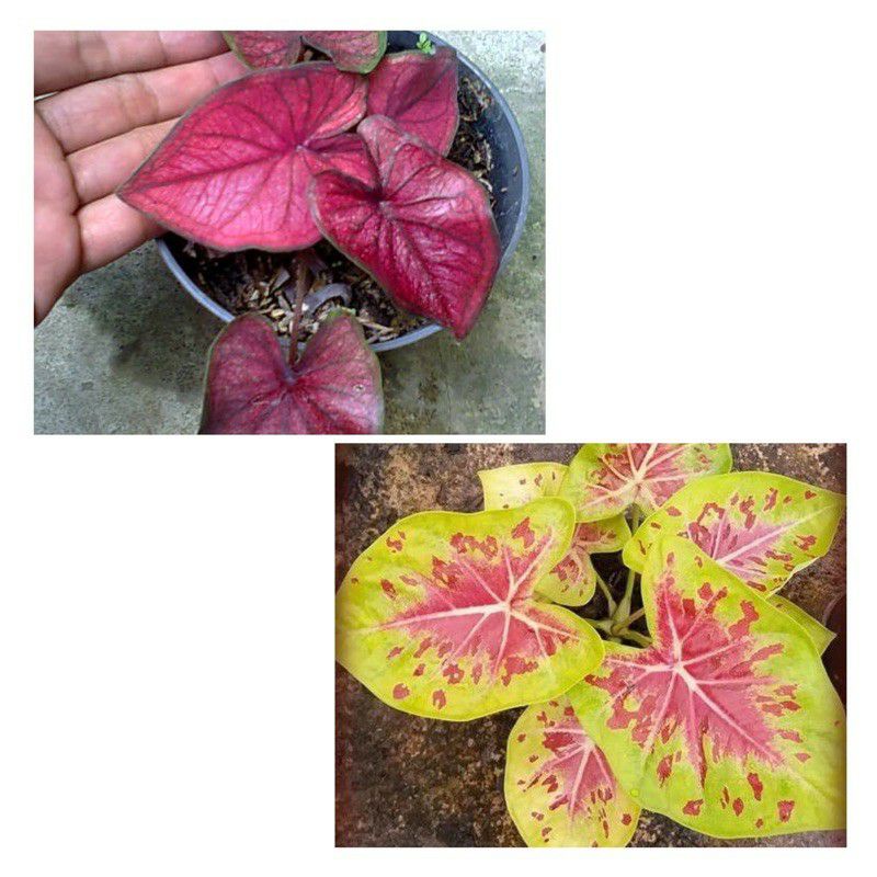 paket 2 bonggol keladi hybrid thailand