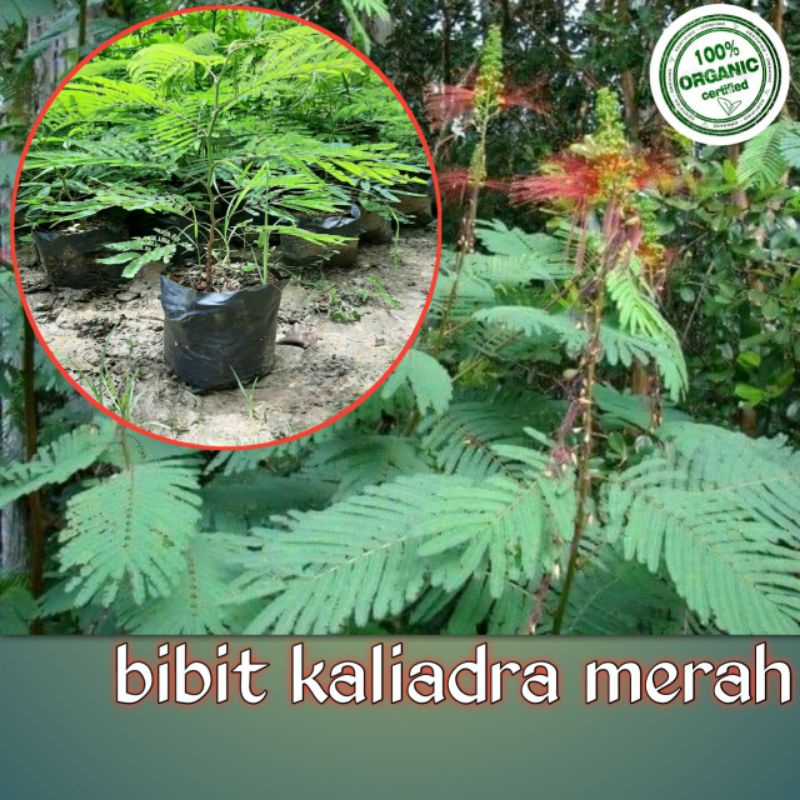 bibit kaliandra merah siap tanam