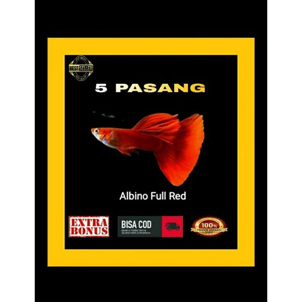 Aquascape/ikan hias/Guppy/Albino Full Red/AFR/5 Pasang