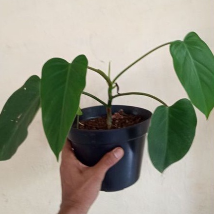 Tanaman Hias Philodendron Green Emerald Rambat/philo Green emerald/philo Jantung