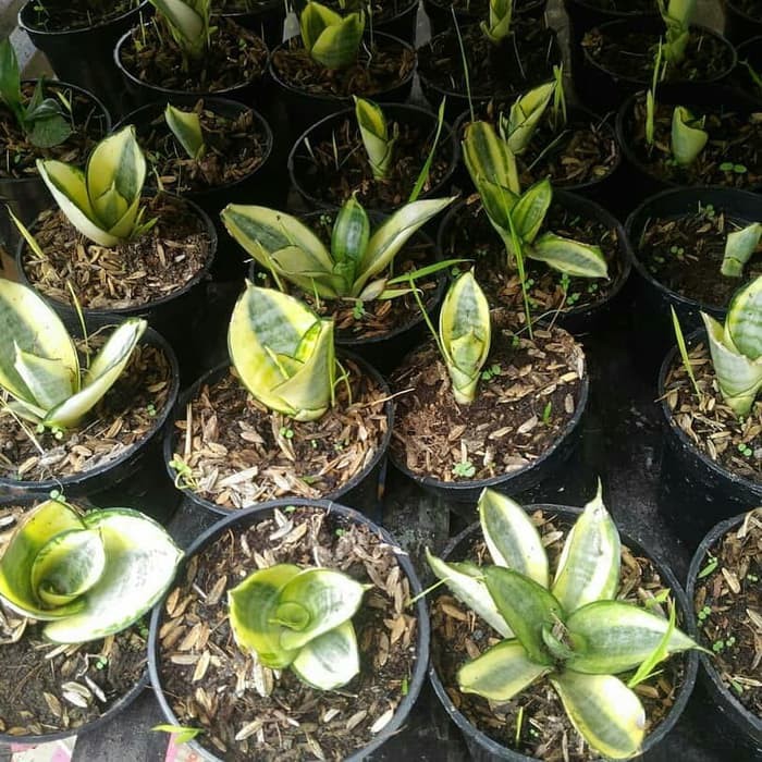 tanaman hias sansivera mini - sansivera golden - sansivera kuning