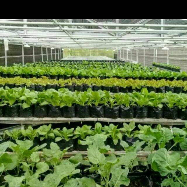 

Sayur organik kangkung bayam pakcoi selada air