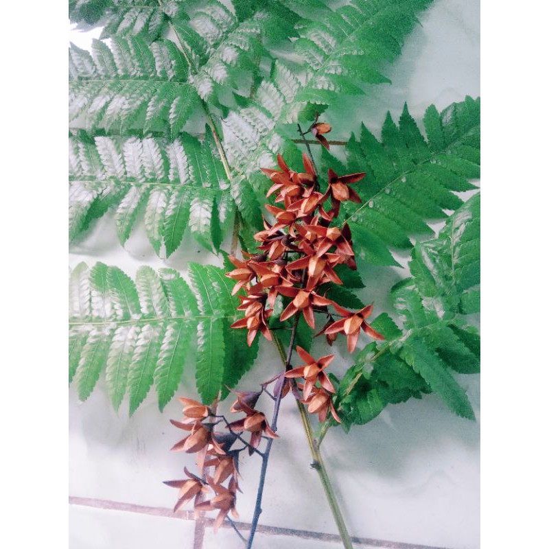Bunga biji suren//bunga lentera//biji rustic bahan hantaran