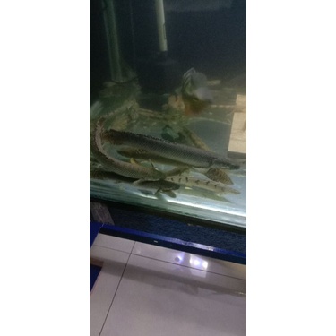 palmas orna size 15-17  cm