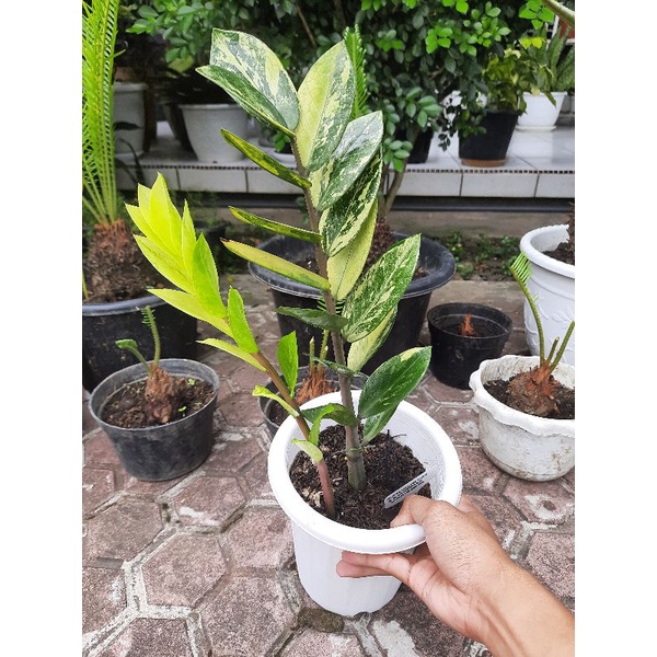 Zamioculcas Zamiifolia Variegata/ ZZ plant variegata Dewasa