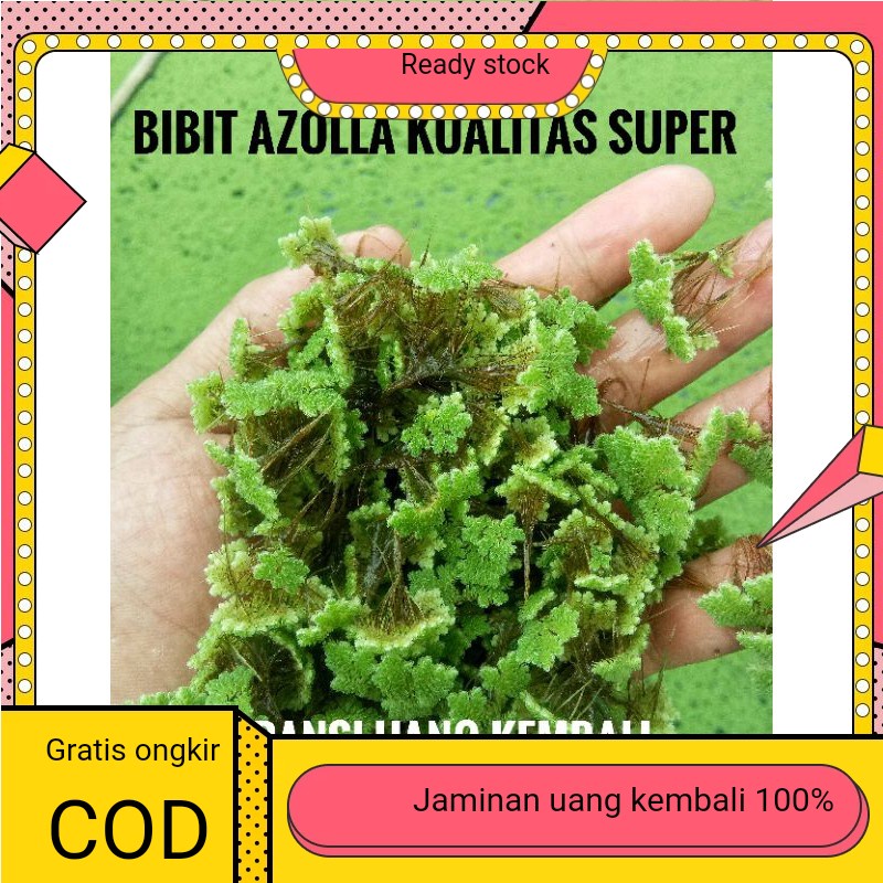 Azolla microphylla Bibit Azola Pakan Ikan Pakan Unggas ayam entok 500 Gram