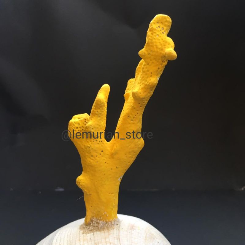 BATU KARANG LAUT ASLI// aquarium/ aquascape/ corallaut/batu/laut/terumbu karang/deadrock/premium