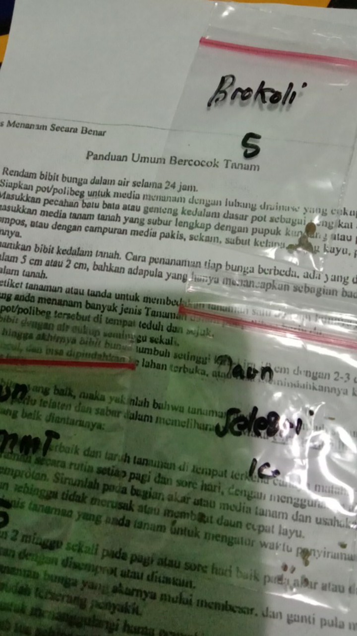 (isi 10 Biji) Benih Brokoli