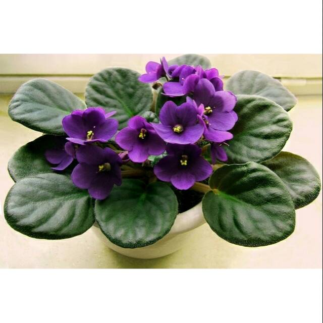 Tanaman hias purple african violet