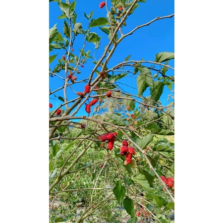 

Frozen Mulberry (Mulberi Beku)