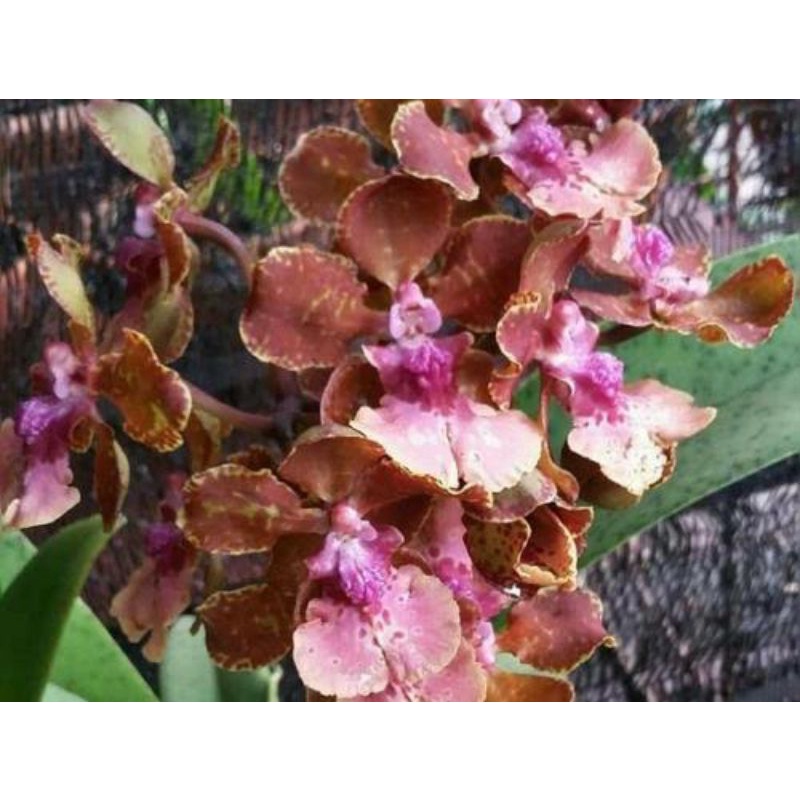 Anggrek oncidium Lanceanum