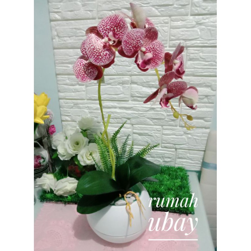 ANGGREK LATEX / ANGGREK BULAN LATEX