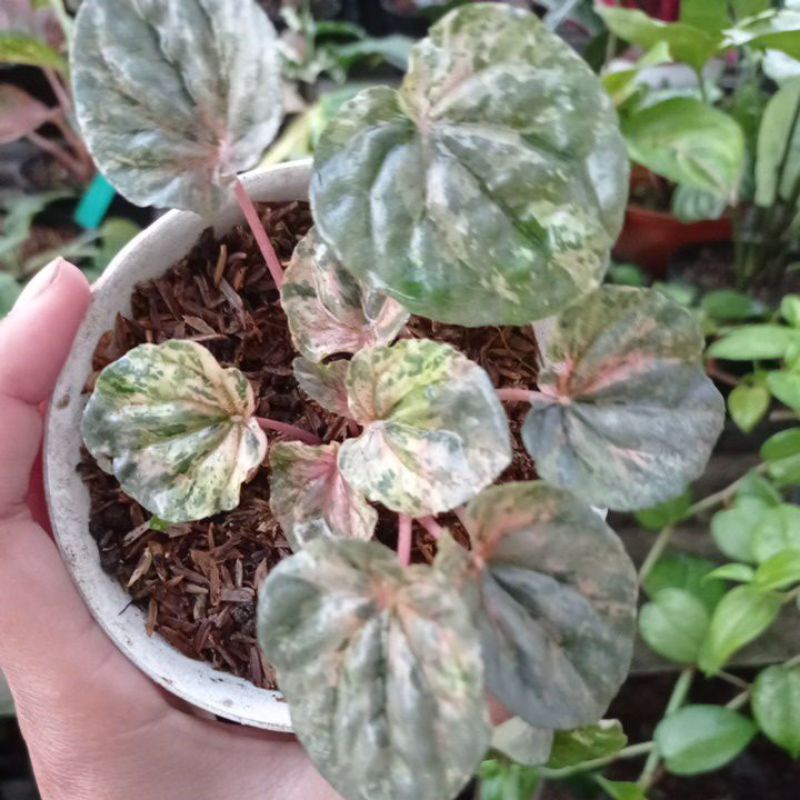 peperomia varigata