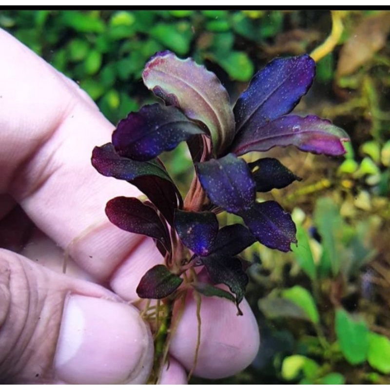 10 pcs bucephalandra_brownie ghost 2015 original produk