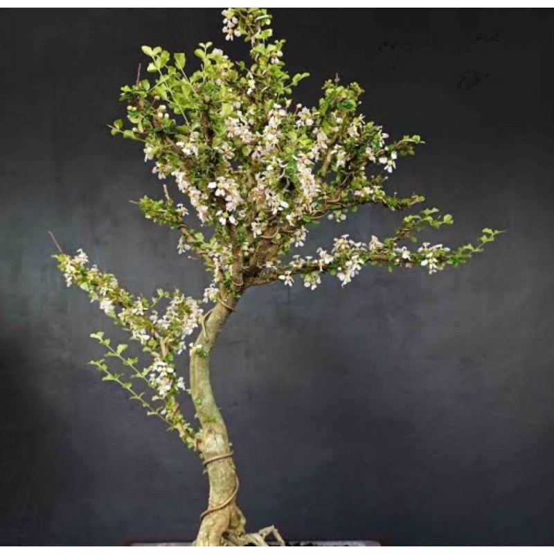 BAHAN BABON BONSAI KERAKAS/ KAKAS TERBAIK//BAHAN SAMBUNG MIRTEN,SIANCI DAN SAKURA MICRO