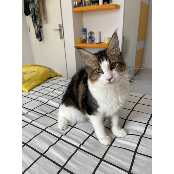 Mainecoon Ped CFA Betina F1, F4 lengkap