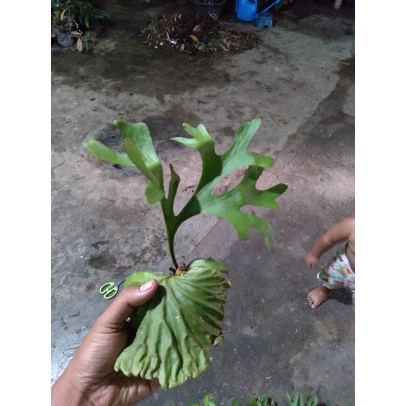 tanduk rusa redlayi kecil