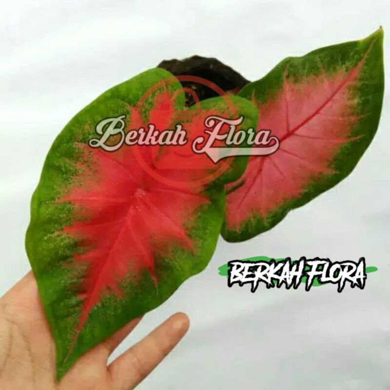 tanaman hias keladi merah/caladium merah