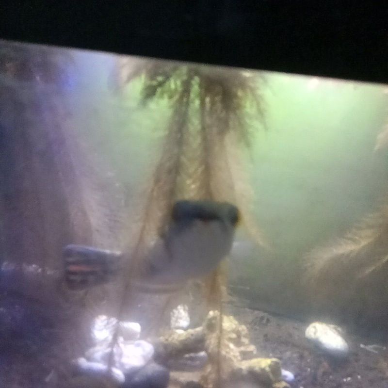 channa micropeltes size 19-20